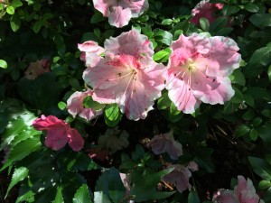 IMG_6142