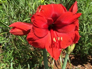 IMG_6203